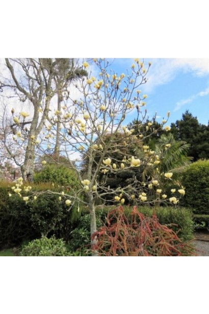 Бутони магнолії Honey Tulip перед розкриттям на гілці дерева.   